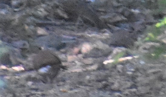 Key West Quail-Dove - ML537465751