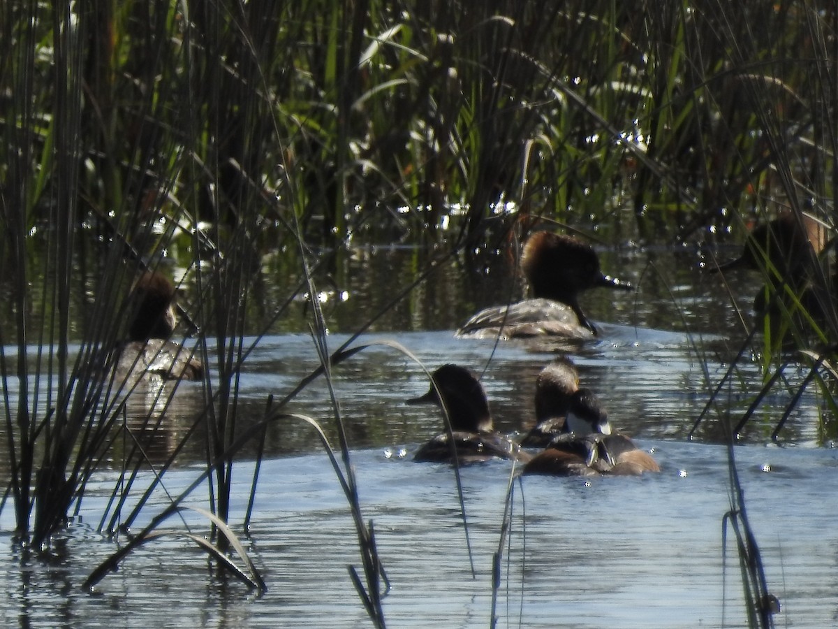 Hooded Merganser - ML537466001