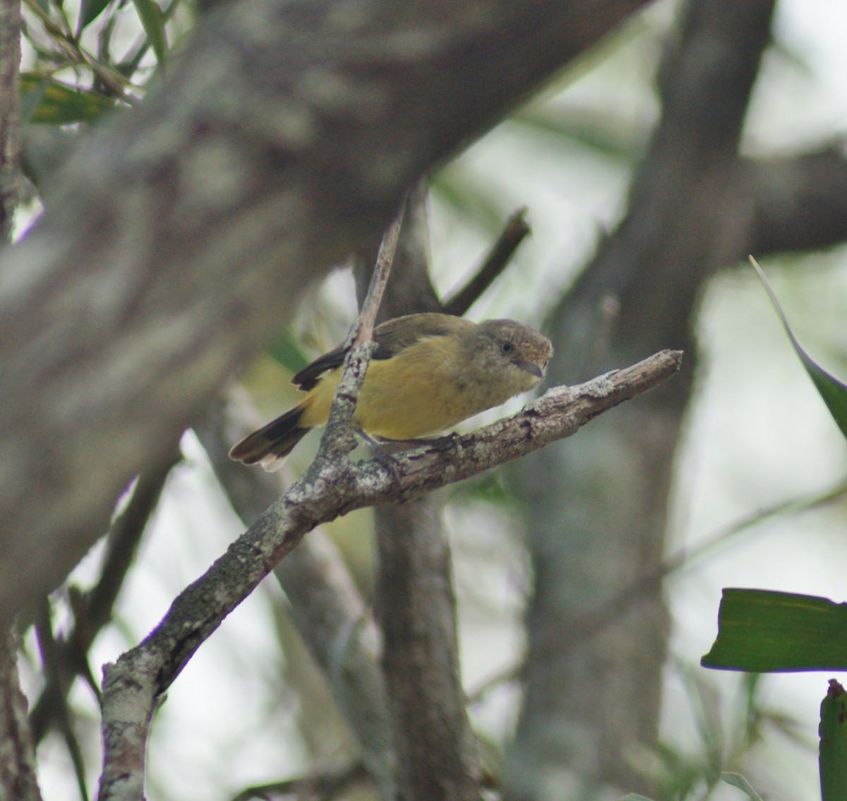 Buff-rumped Thornbill - ML53746661