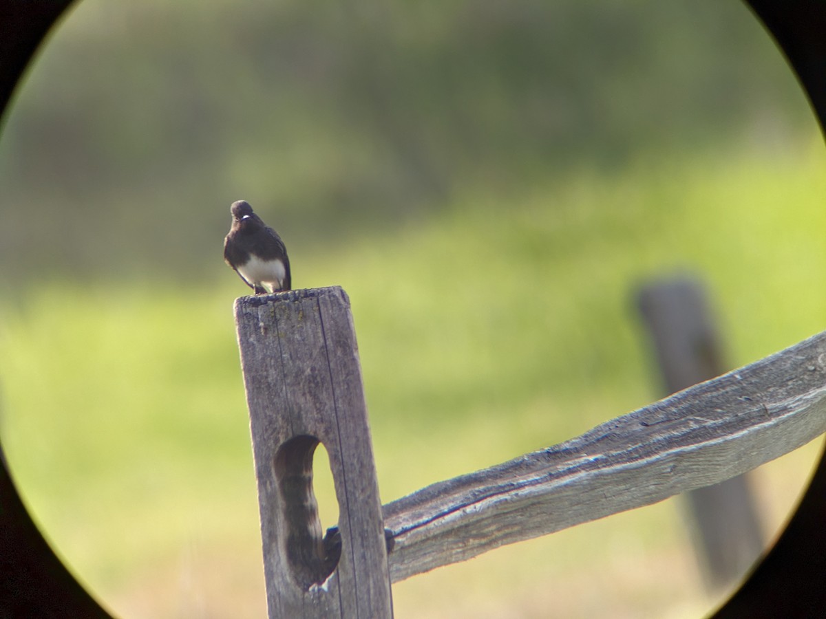 Black Phoebe - ML537467011