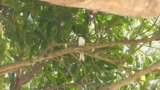 White-browed Fantail - ML537467111