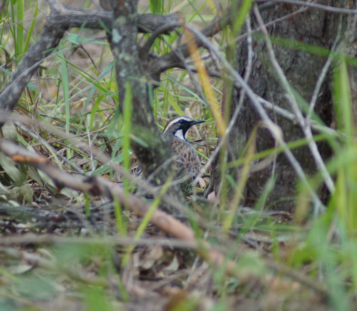 Spotted Quail-thrush - ML53746721