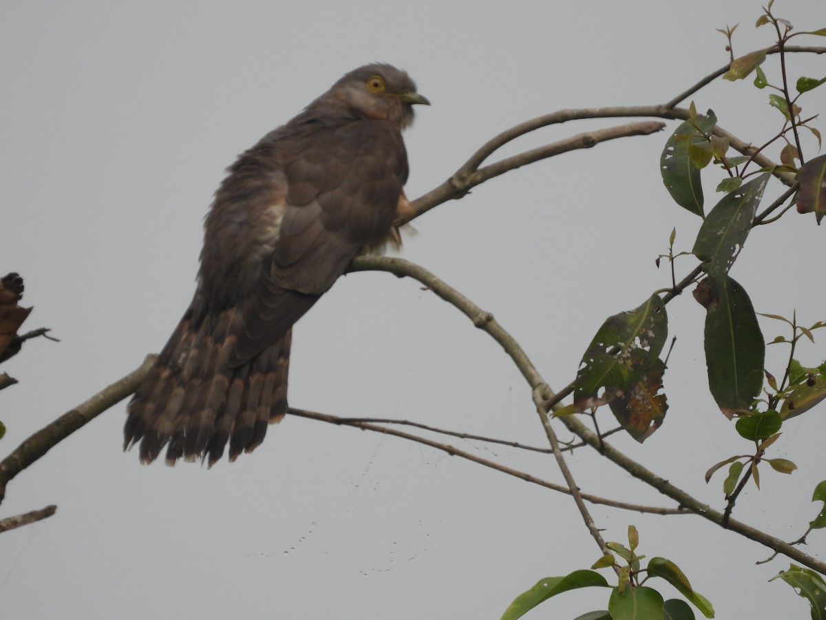 Common Hawk-Cuckoo - ML537467381