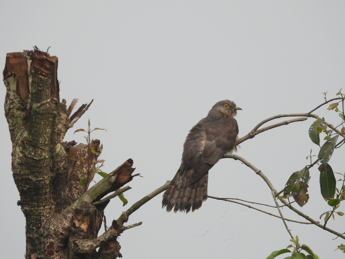 Common Hawk-Cuckoo - ML537467401