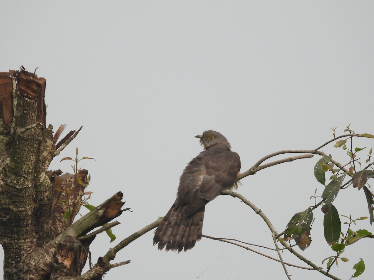 Common Hawk-Cuckoo - ML537467411