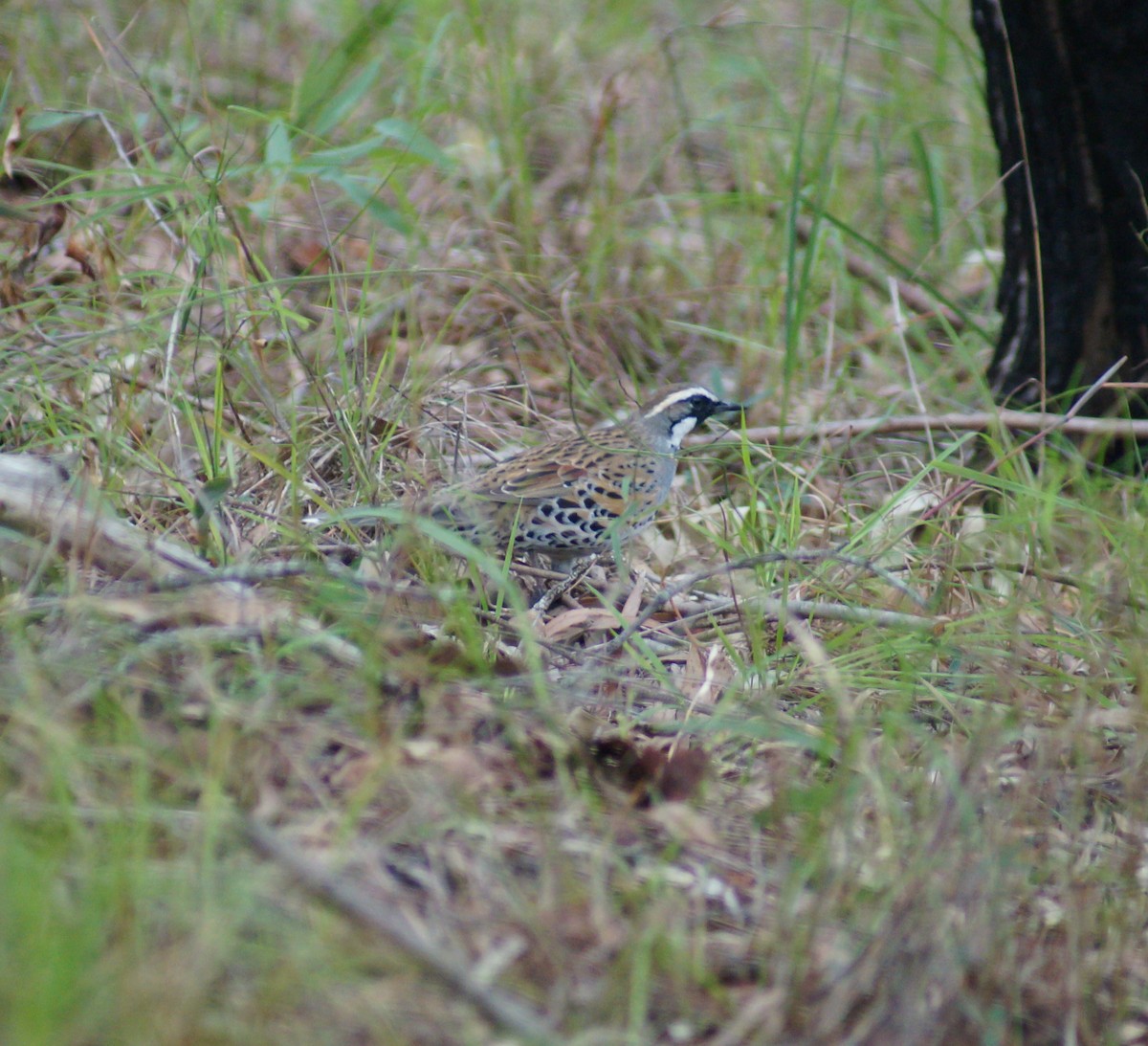 Spotted Quail-thrush - ML53746751