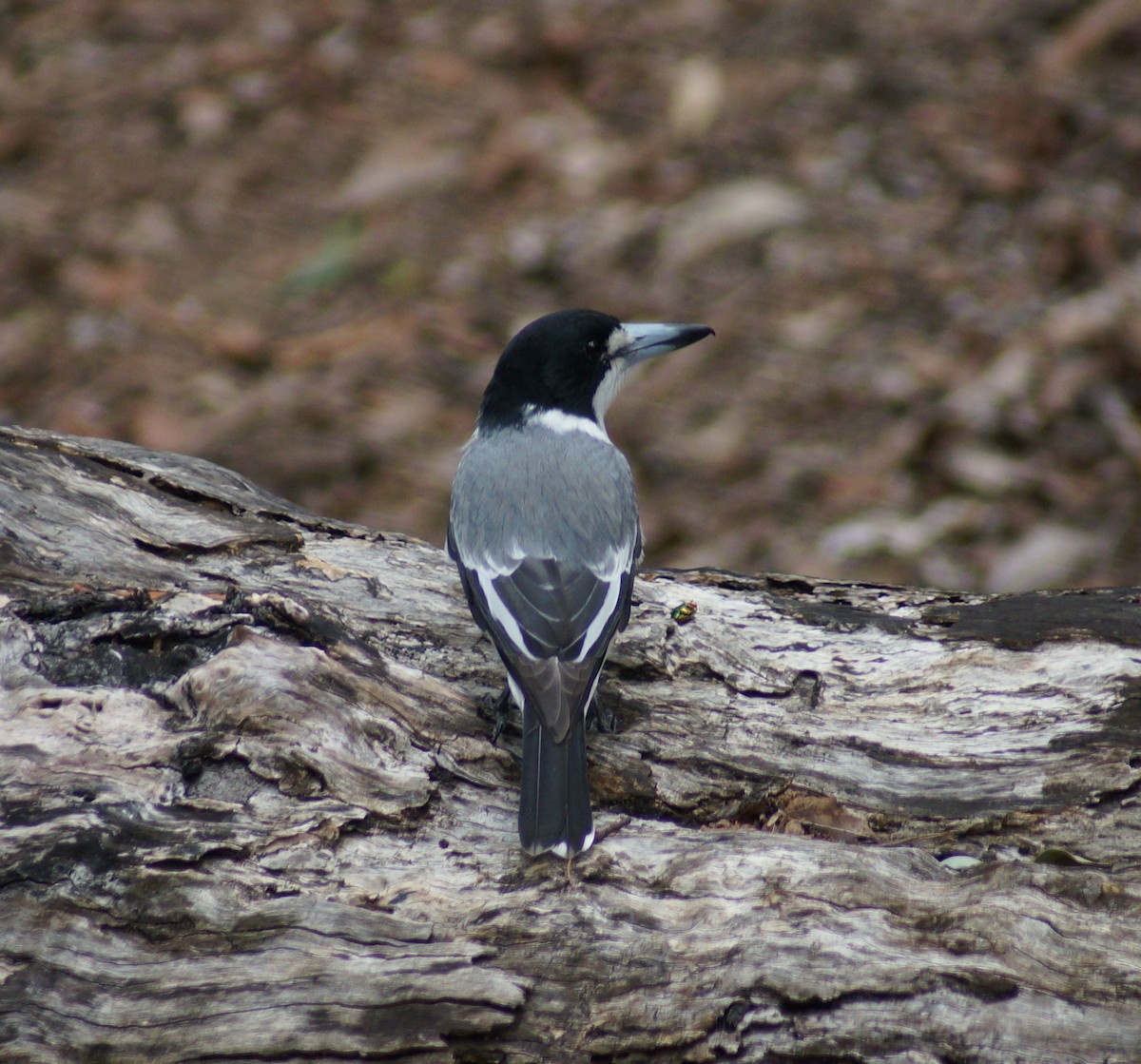 Gray Butcherbird - ML53746791