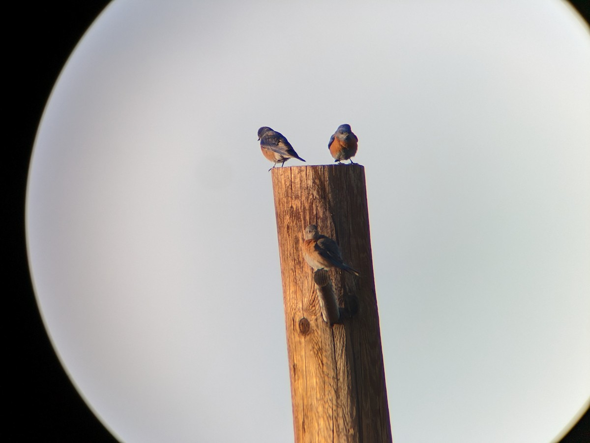 Western Bluebird - Andrew Crawford