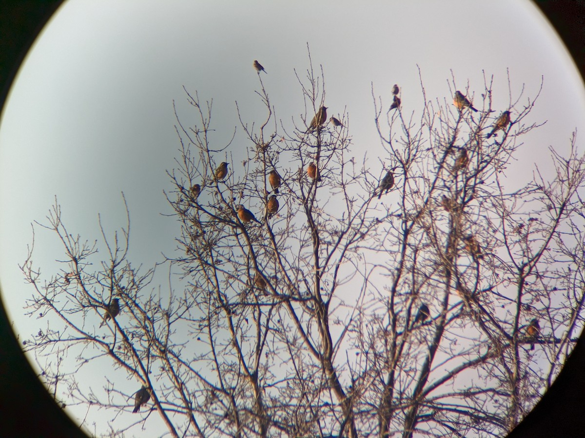 Western Bluebird - ML537467981