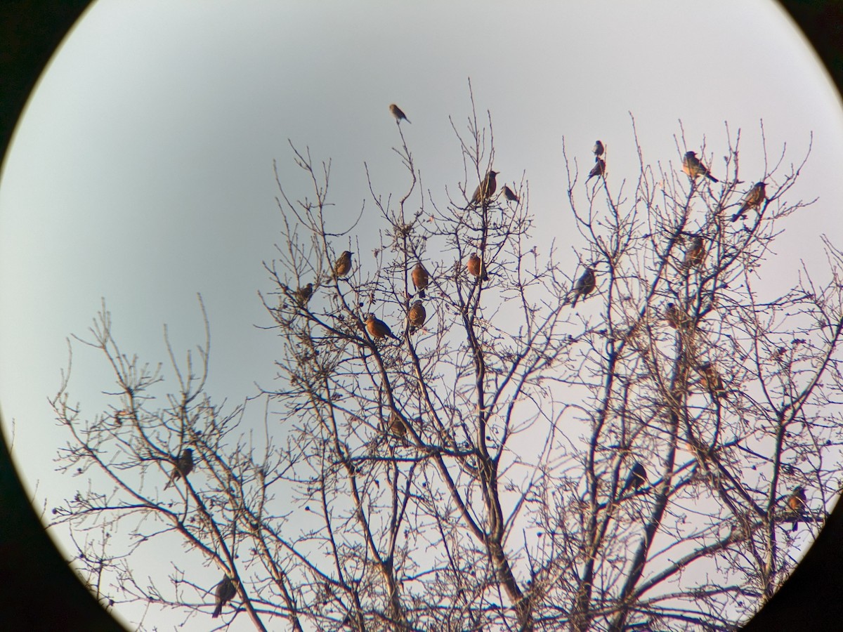 Western Bluebird - ML537468001