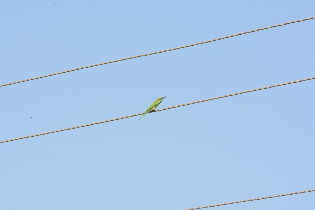 Asian Green Bee-eater - ML537468031