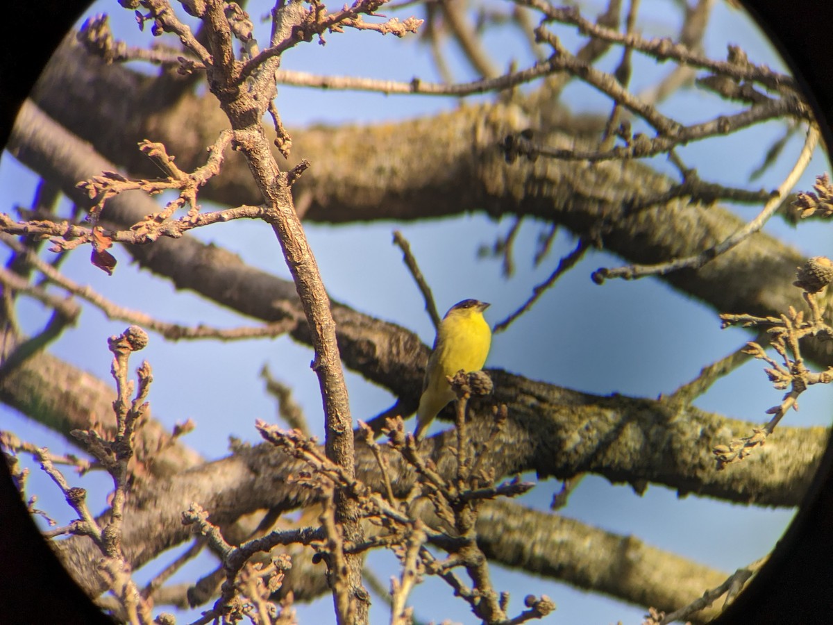 Lesser Goldfinch - Andrew Crawford