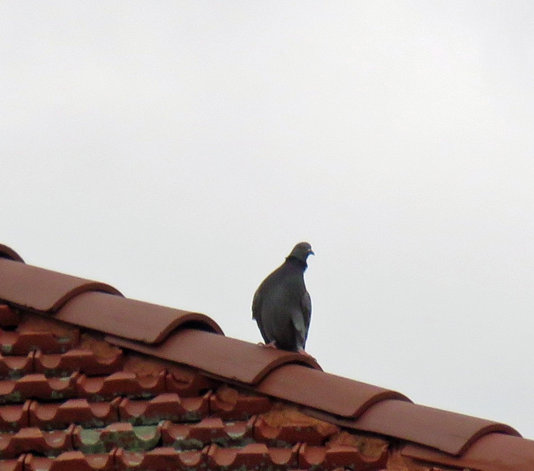 Rock Pigeon (Feral Pigeon) - ML537468251