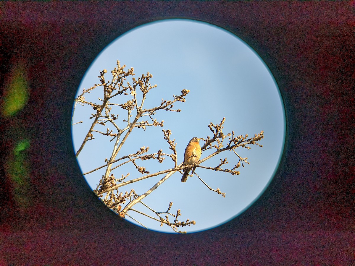 American Robin - Andrew Crawford