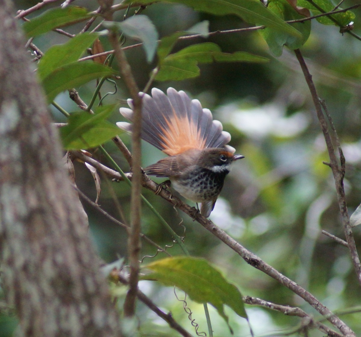 Australian Rufous Fantail - ML53746831