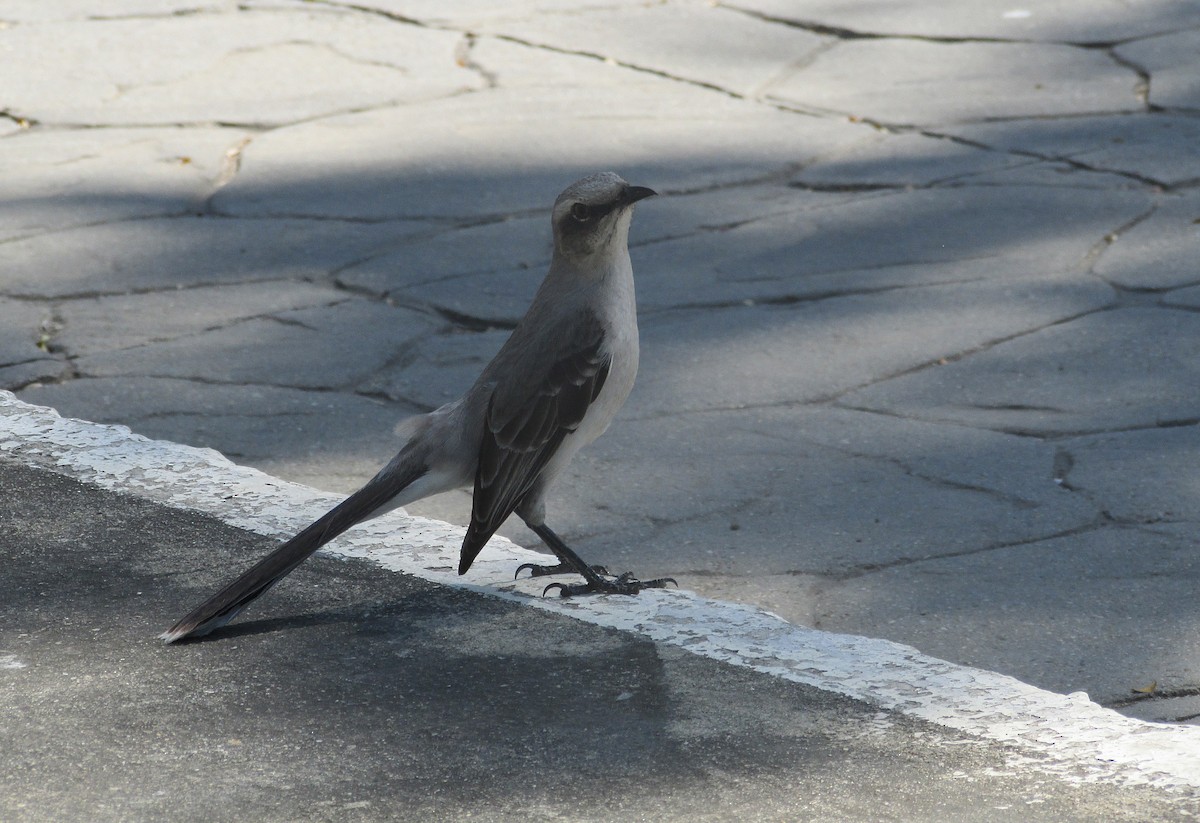 Tropical Mockingbird - ML537469861