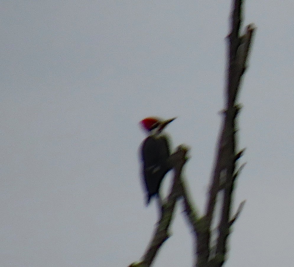 Pileated Woodpecker - Joe Hanfman