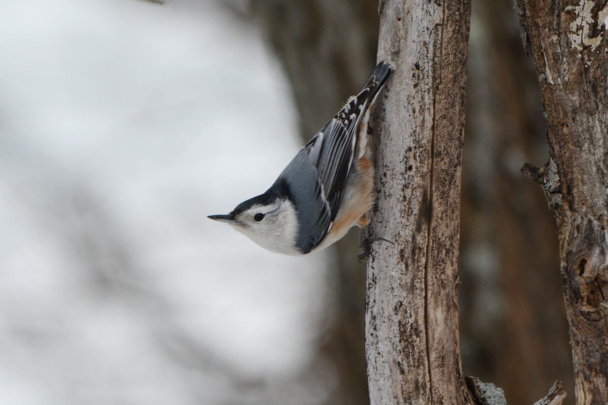 White-breasted Nuthatch - ML537471181