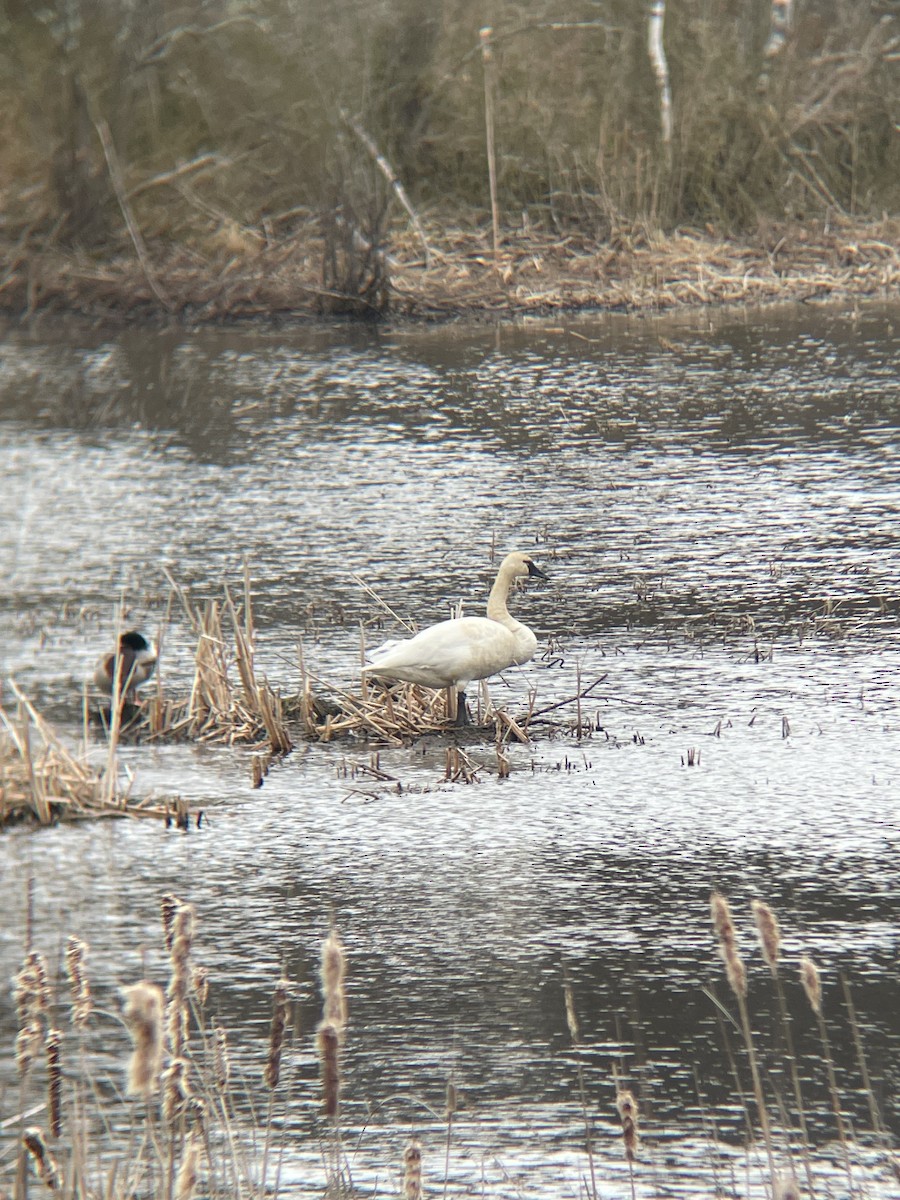 Tundra Swan - ML537472481