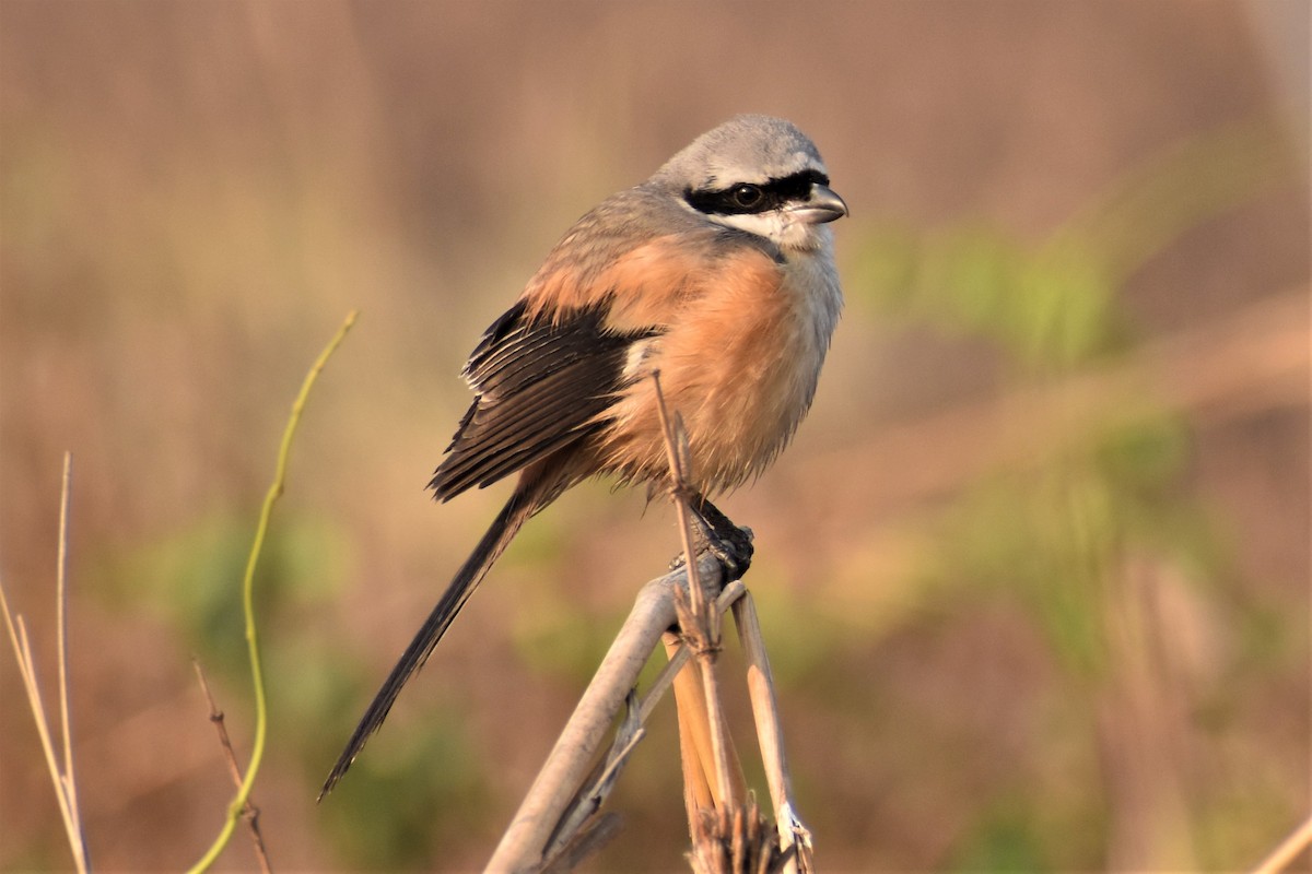 Long-tailed Shrike - ML537472541