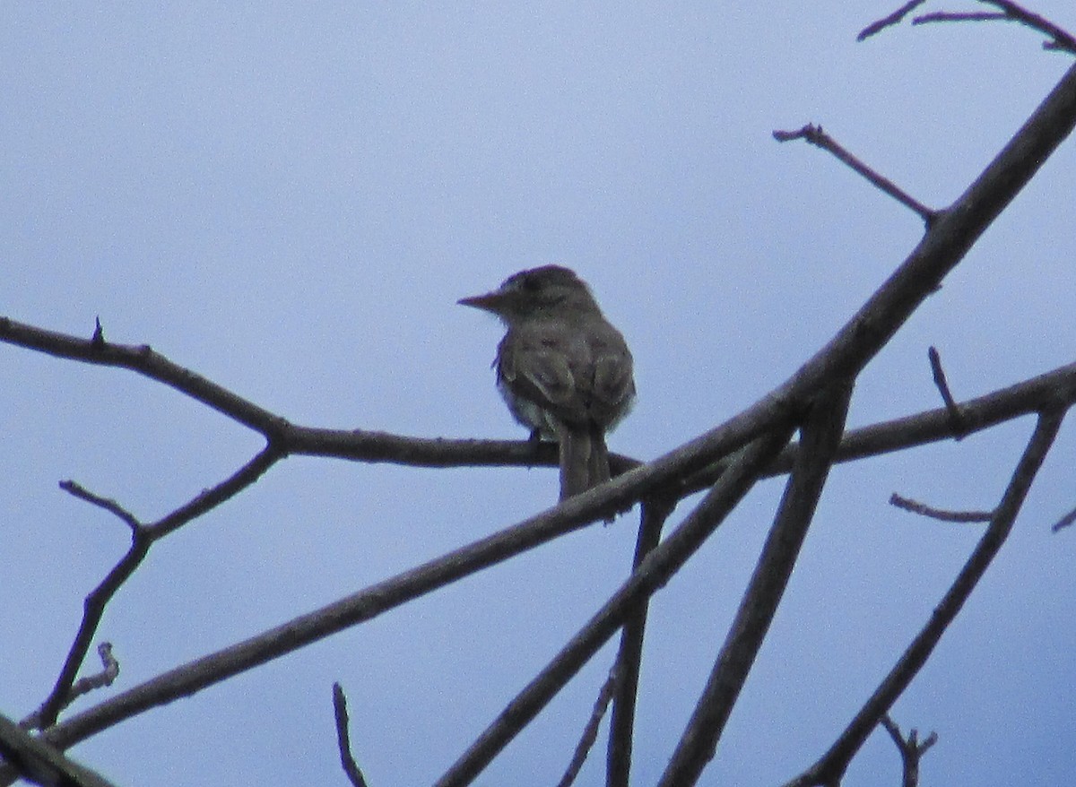 Scale-crested Pygmy-Tyrant - ML537473021