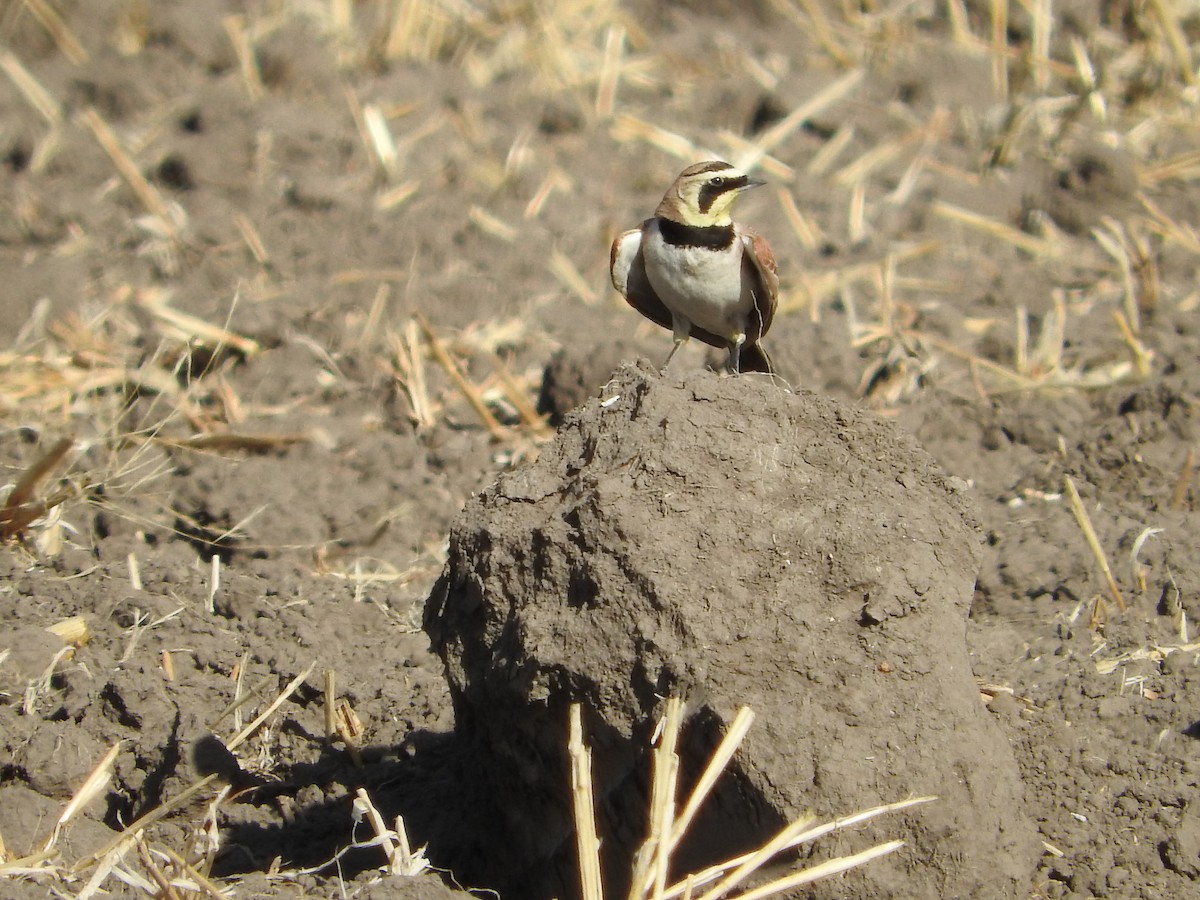 Horned Lark (Mexican) - ML537473181