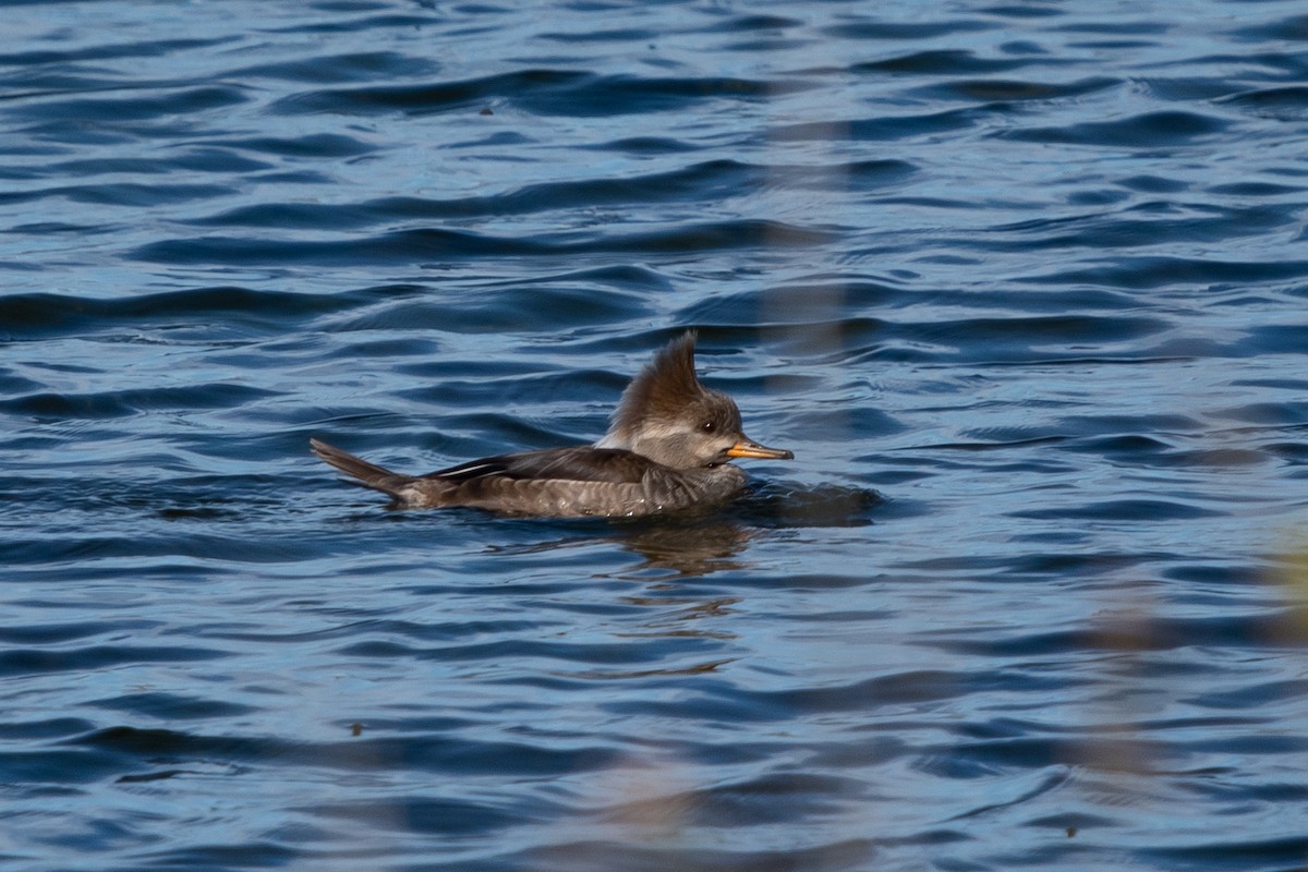 Hooded Merganser - ML537473241