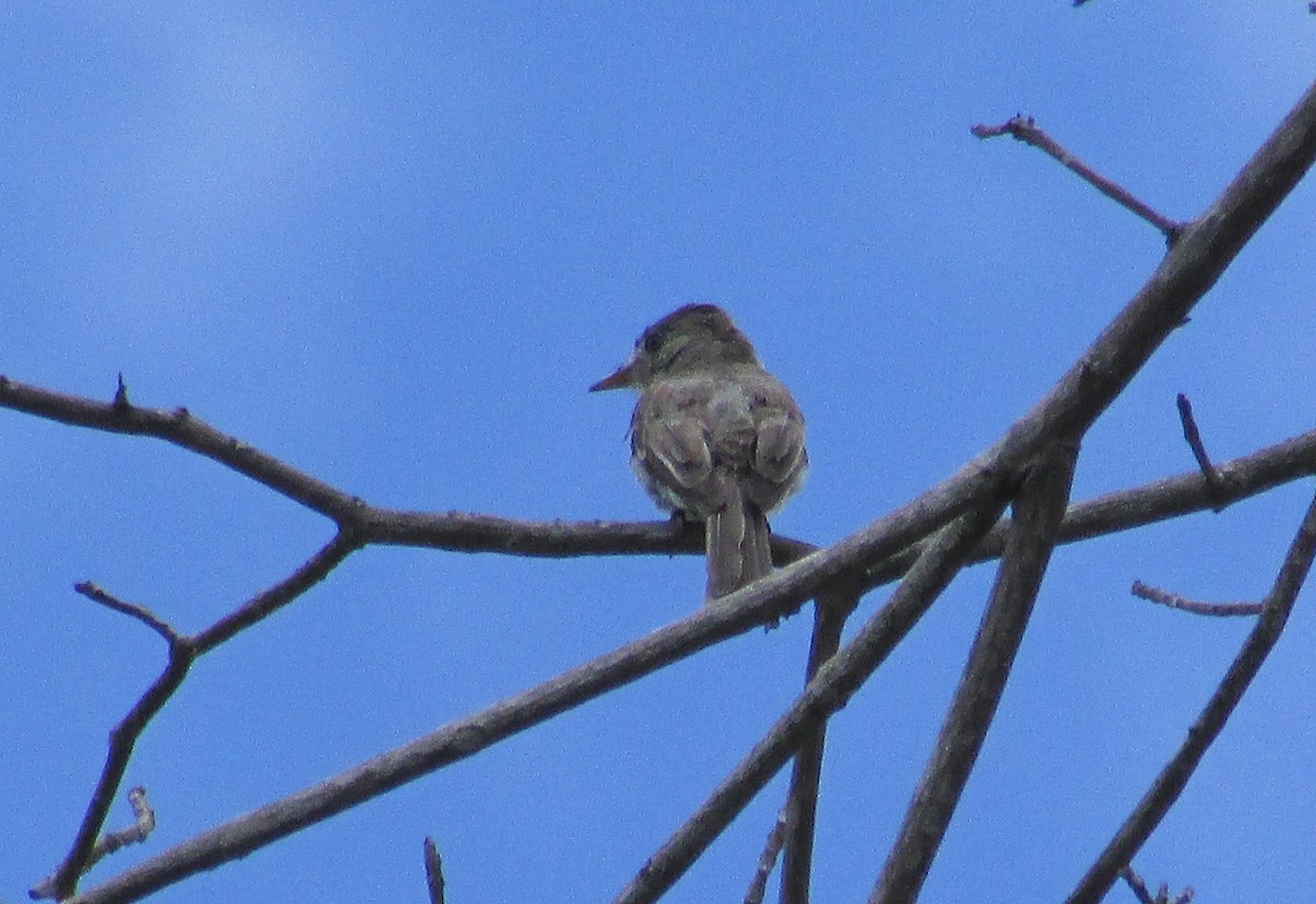 Scale-crested Pygmy-Tyrant - Eduardo Freitez Gassán