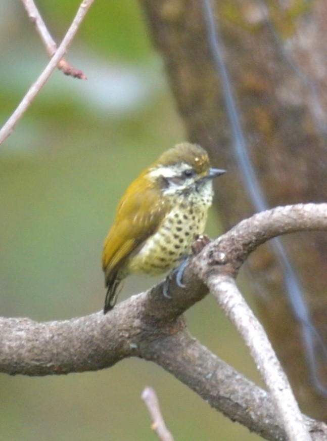 Speckled Piculet - ML537474991