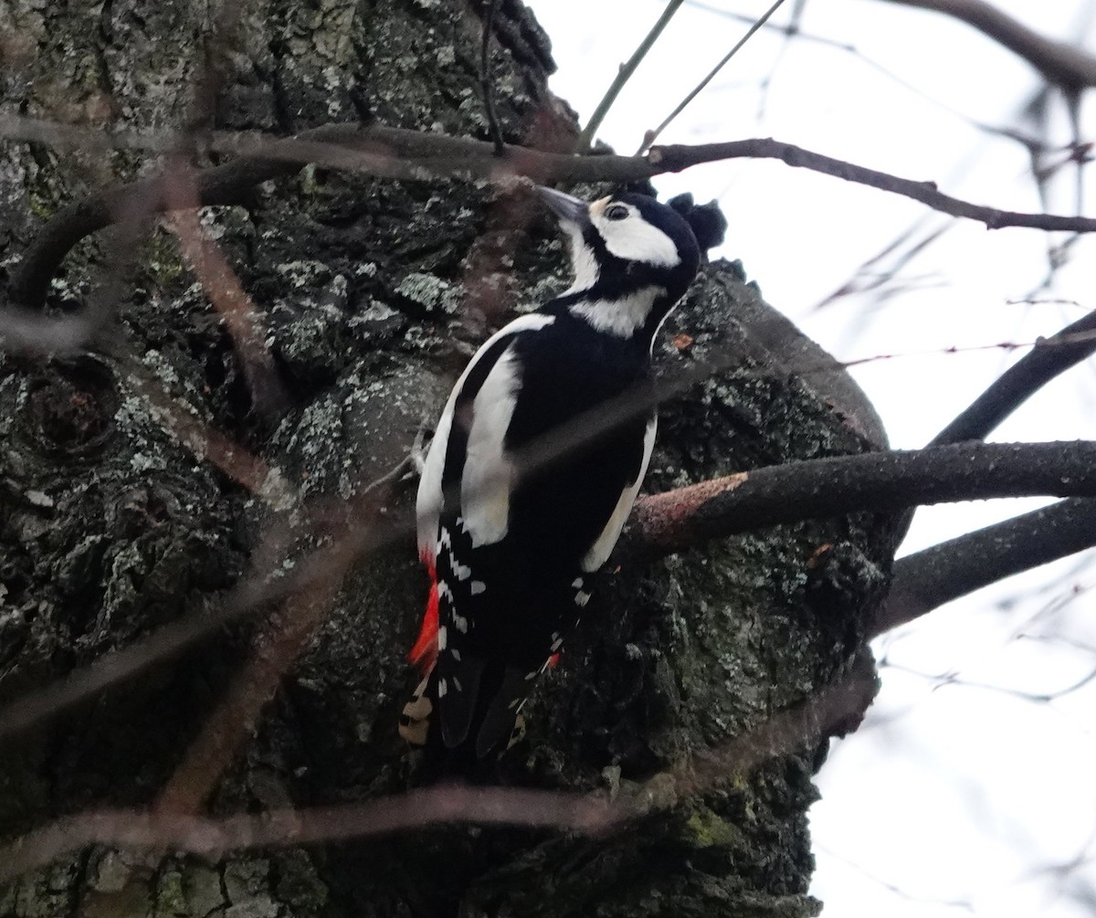 Great Spotted Woodpecker - ML537475181