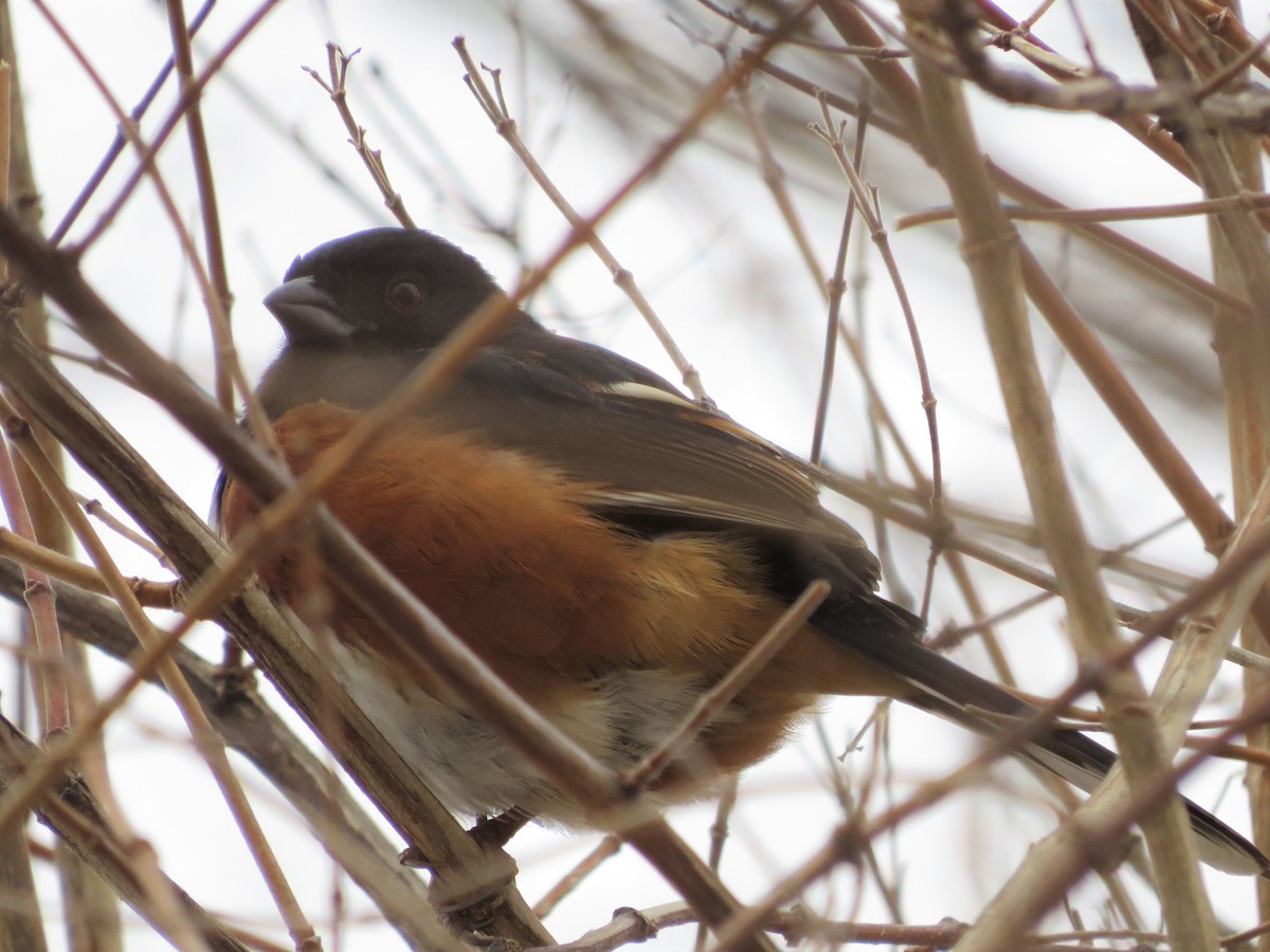 Eastern Towhee - ML537475651