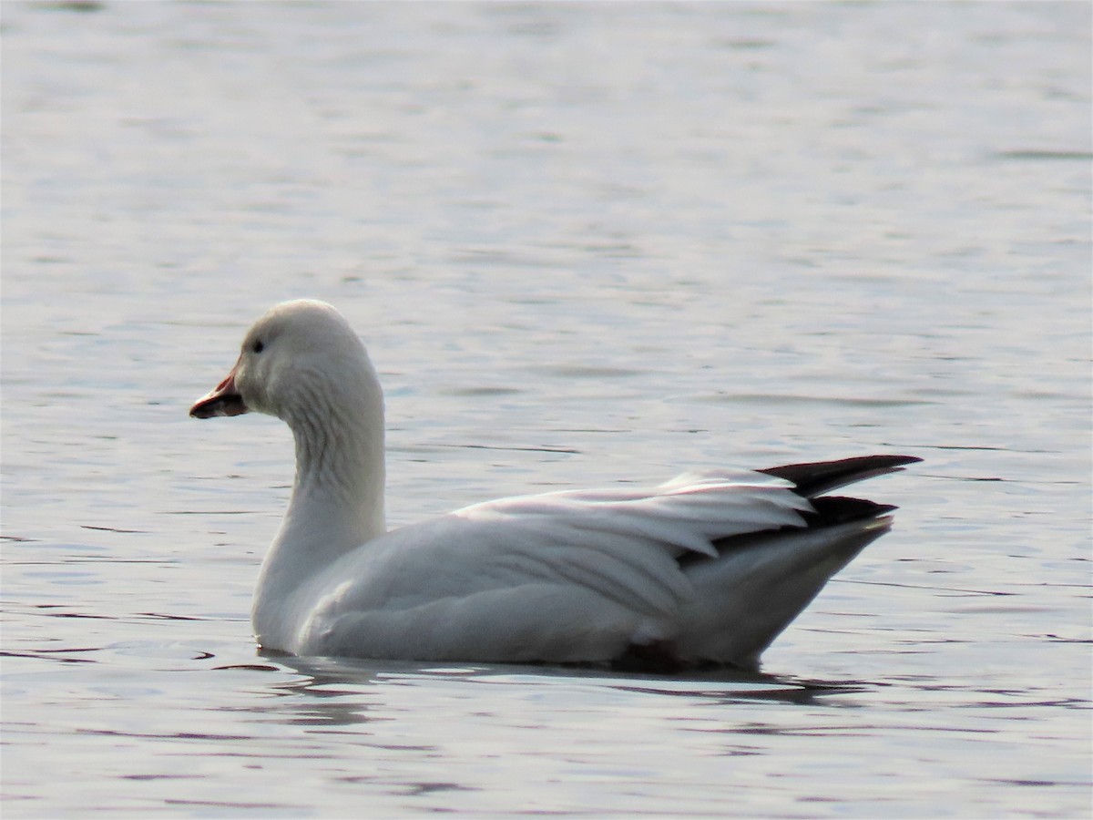 Snow Goose - Stollery & Flood