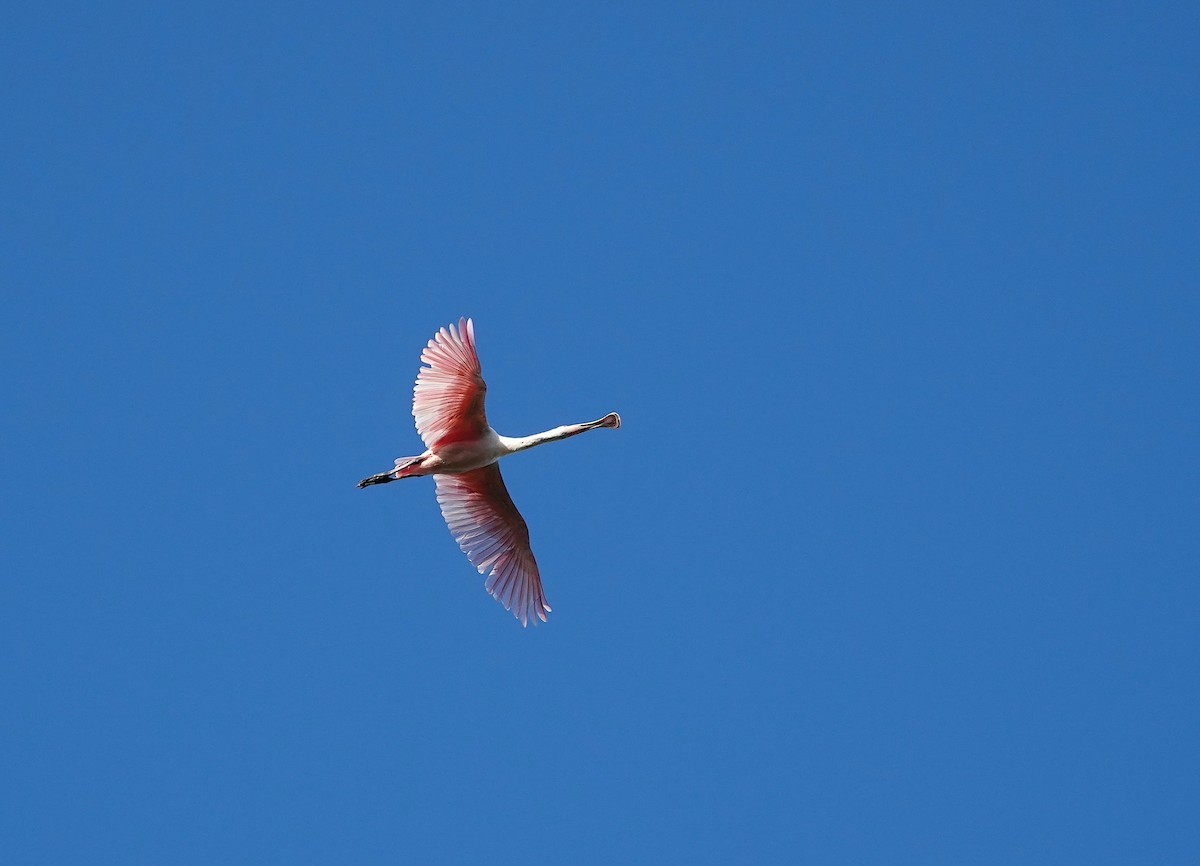 Roseate Spoonbill - Kathryn Young