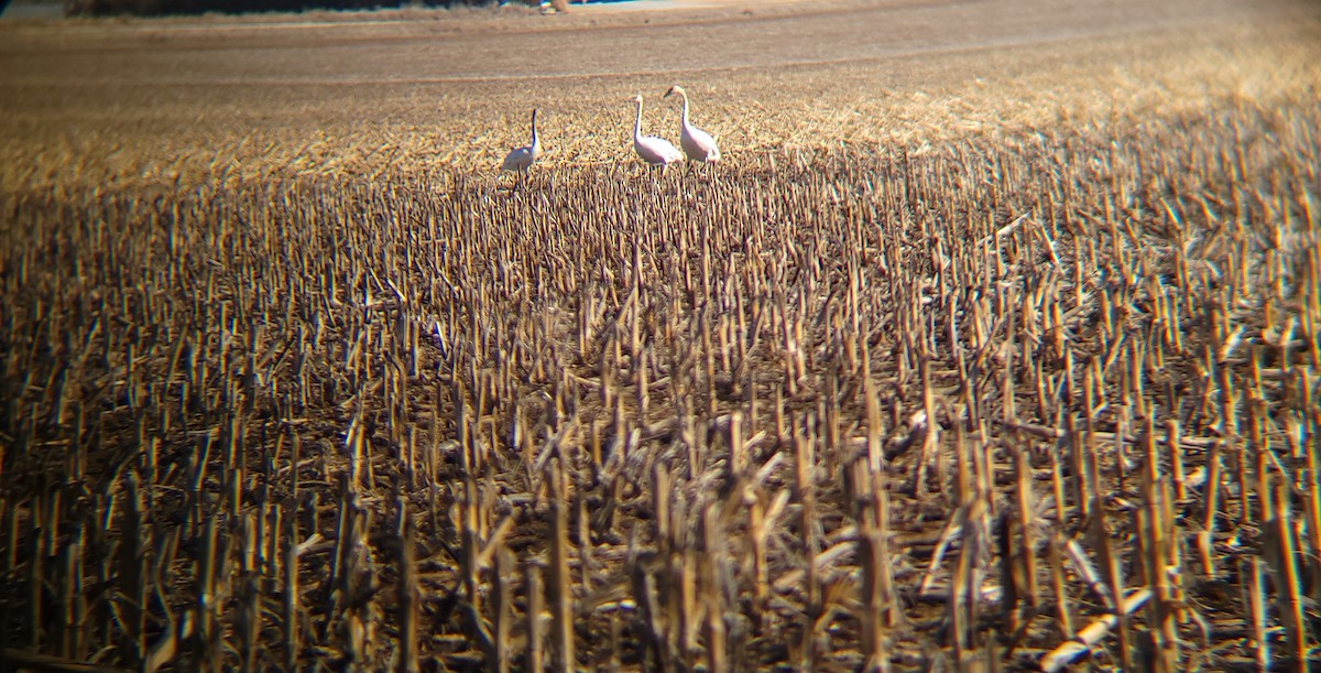 Trumpeter Swan - ML537481571