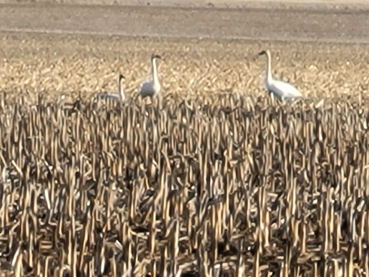 Trumpeter Swan - ML537481581