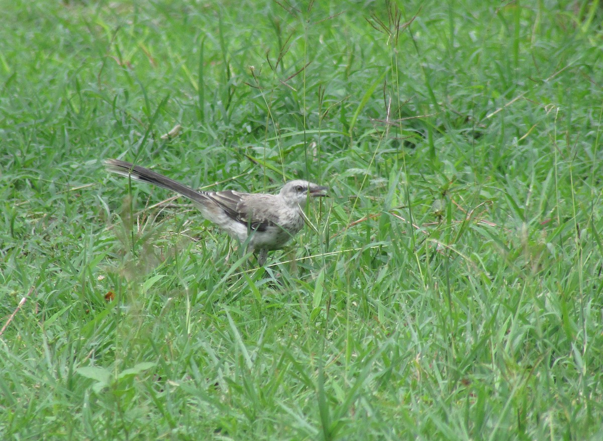 Tropical Mockingbird - ML537481811