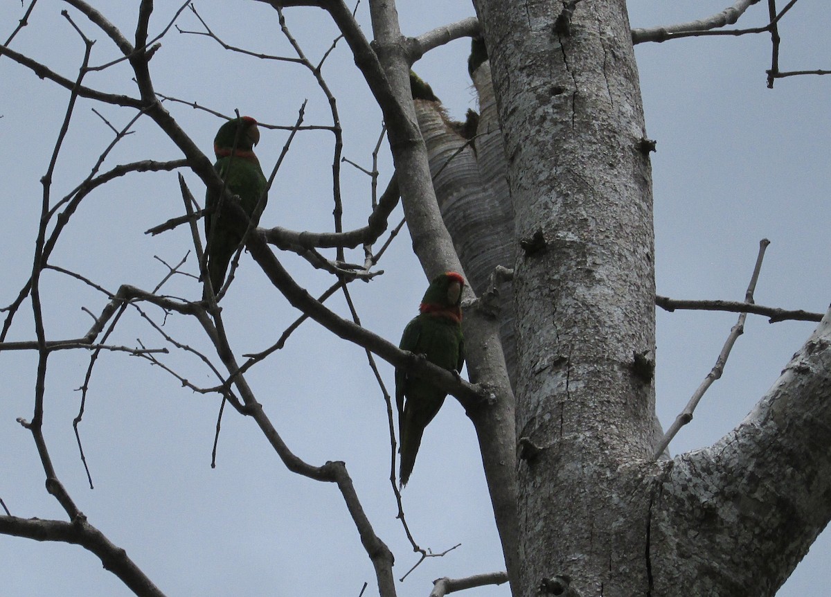 Scarlet-fronted Parakeet - ML537482181