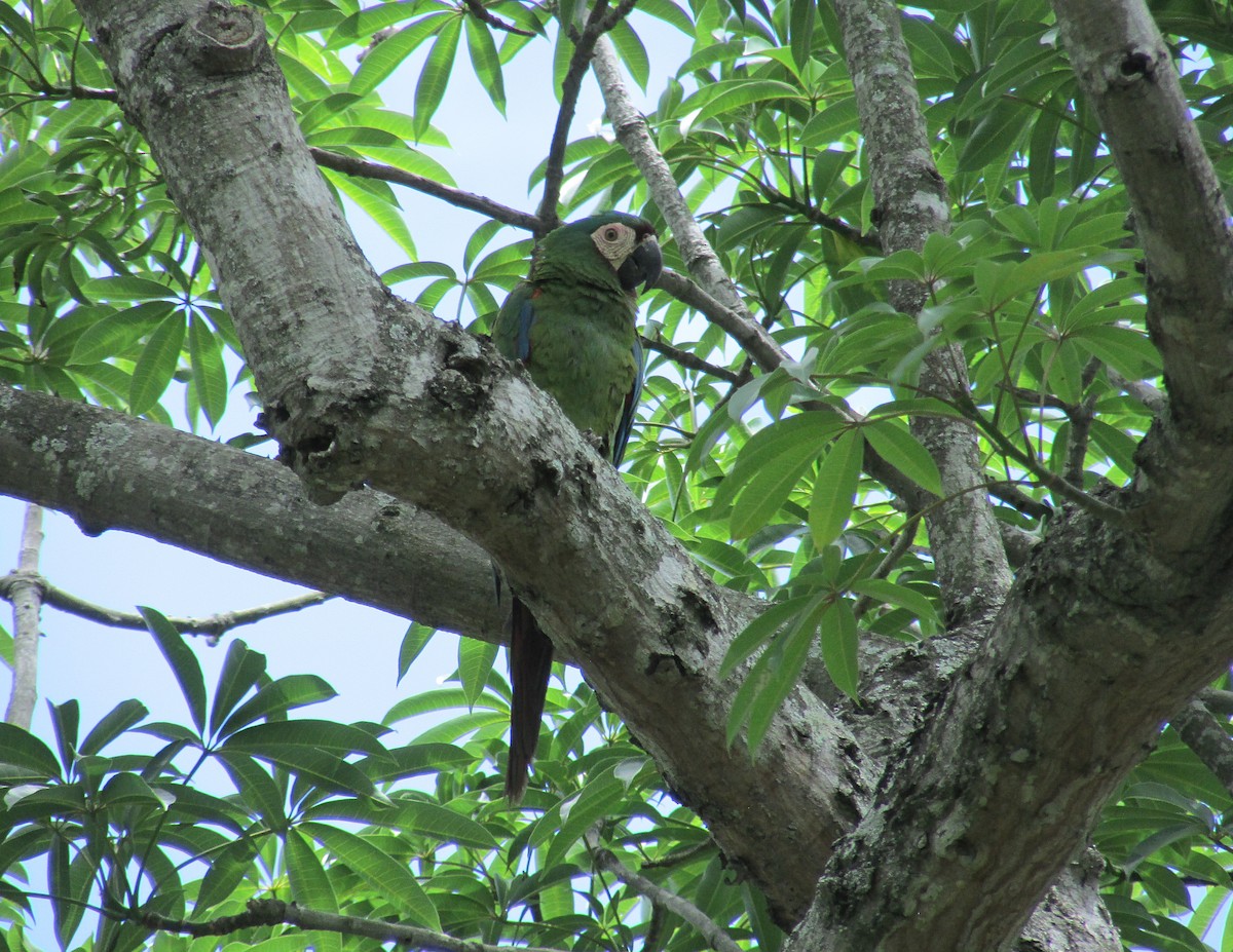 Chestnut-fronted Macaw - ML537483681