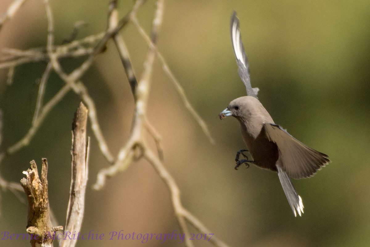 Dusky Woodswallow - Bernie McRitchie