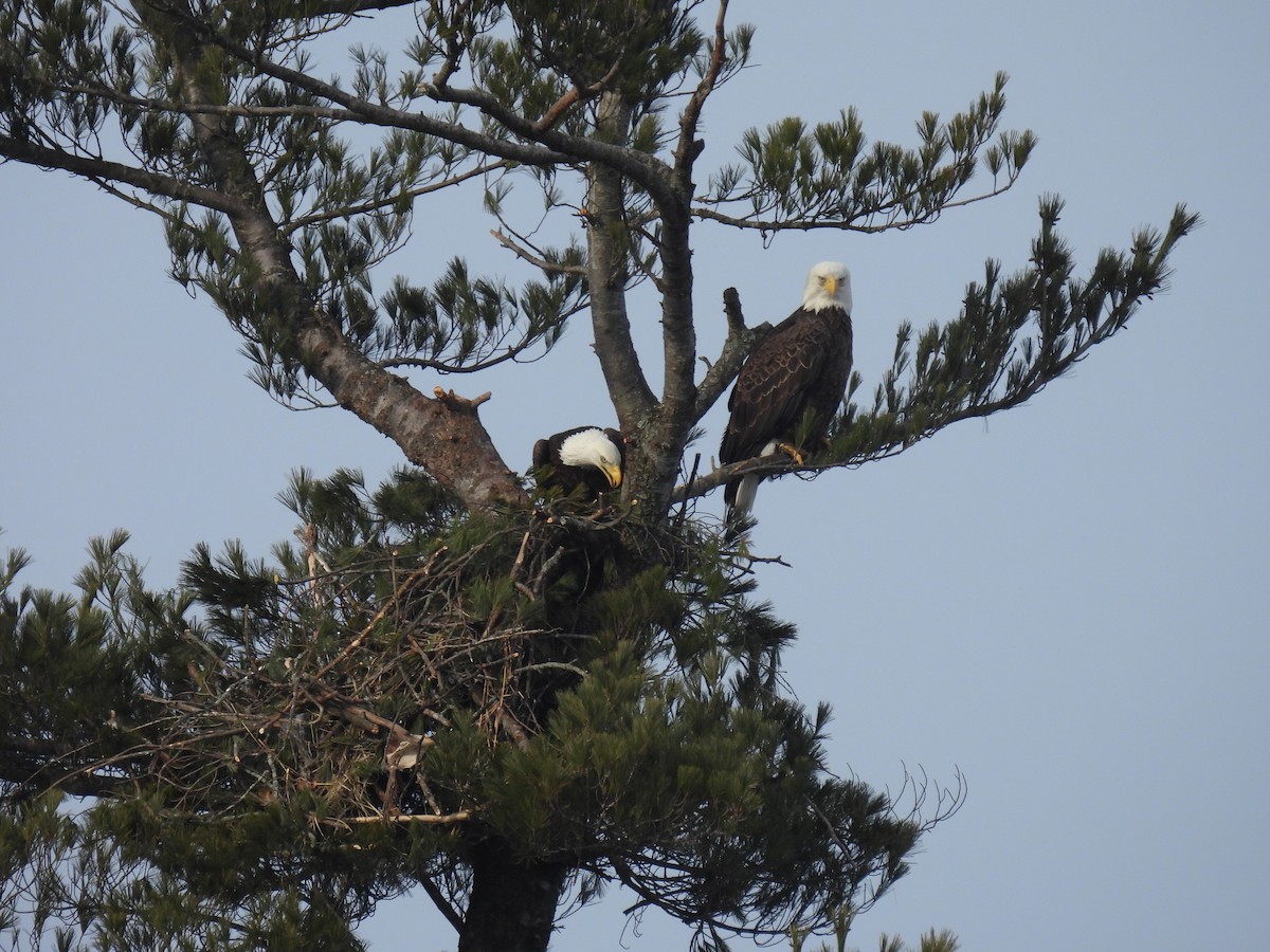 Bald Eagle - ML537486241