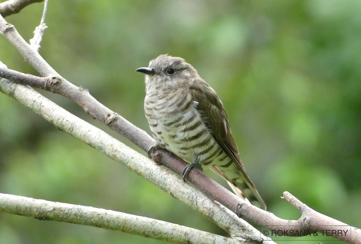 Shining Bronze-Cuckoo - Roksana and Terry