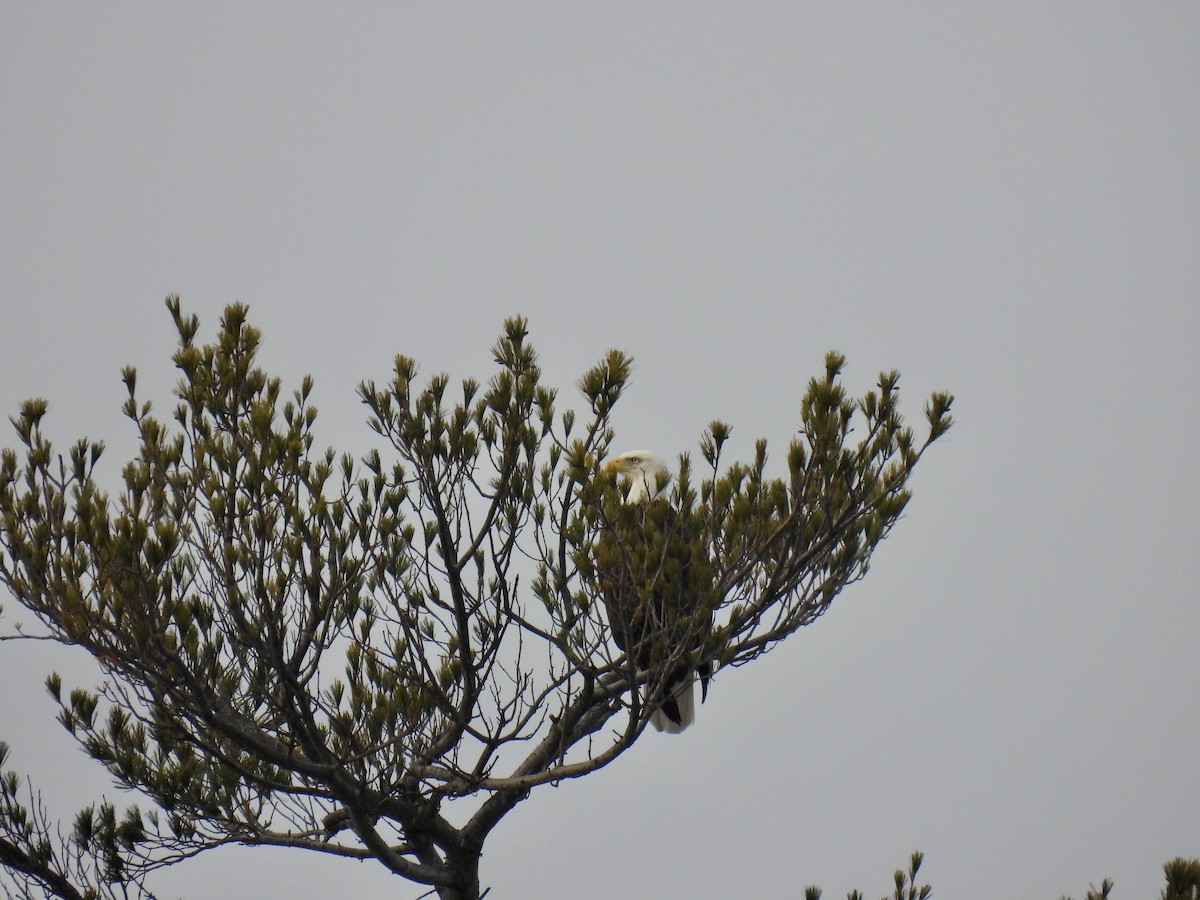 Bald Eagle - ML537486631