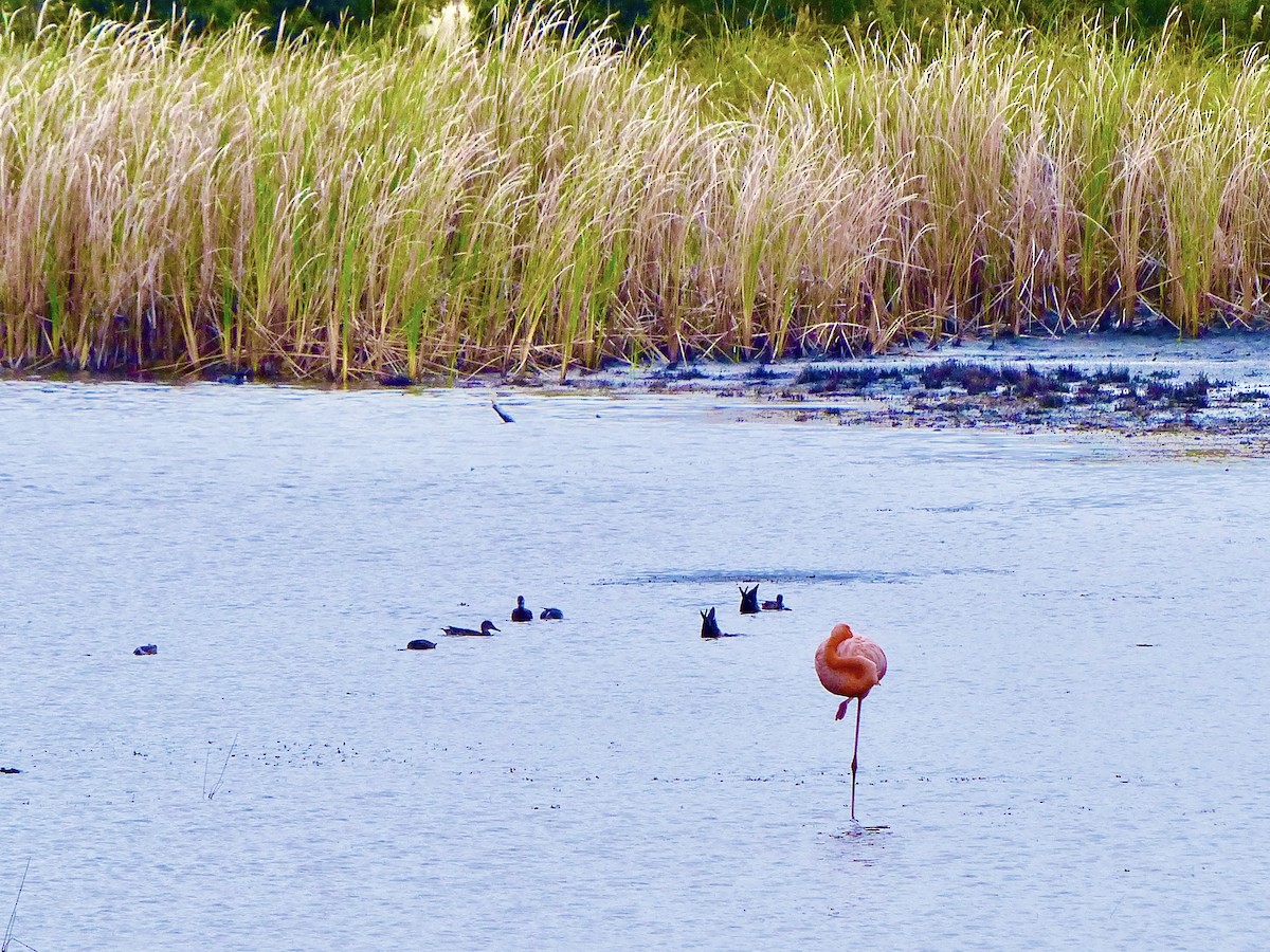 American Flamingo - ML537486821