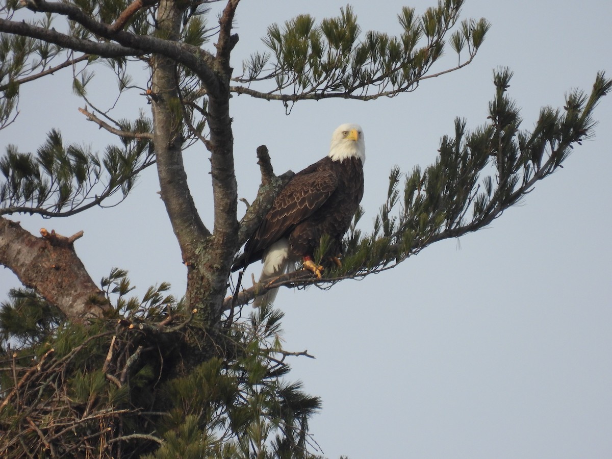 Bald Eagle - ML537486831