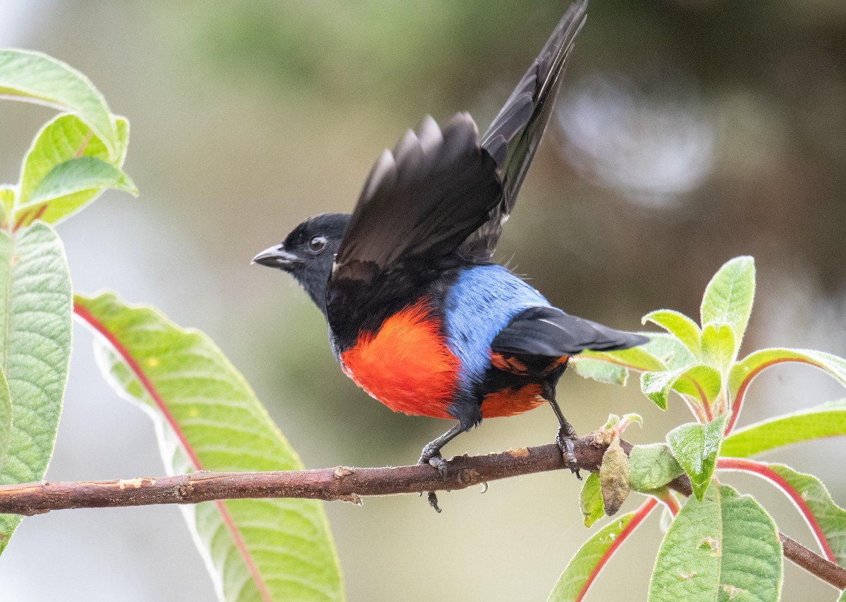 Scarlet-bellied Mountain Tanager - ML537487241