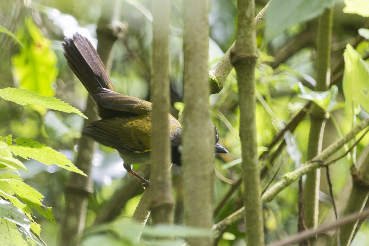 Paria Brushfinch - Oswaldo Hernández Sánchez