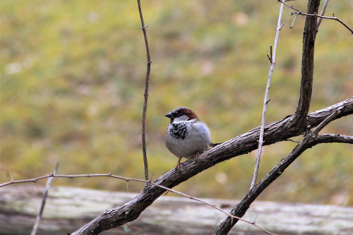 Moineau domestique - ML537488151