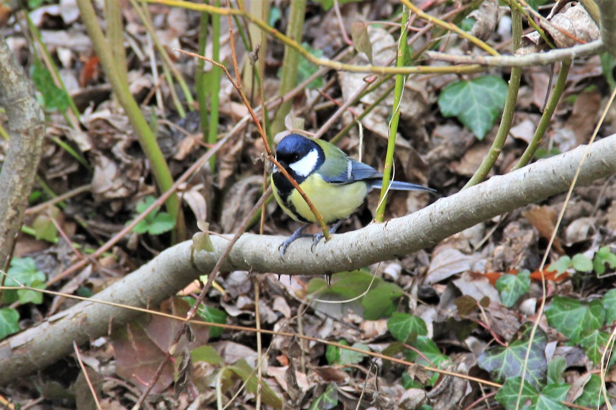 Great Tit - Anthony  Popiel