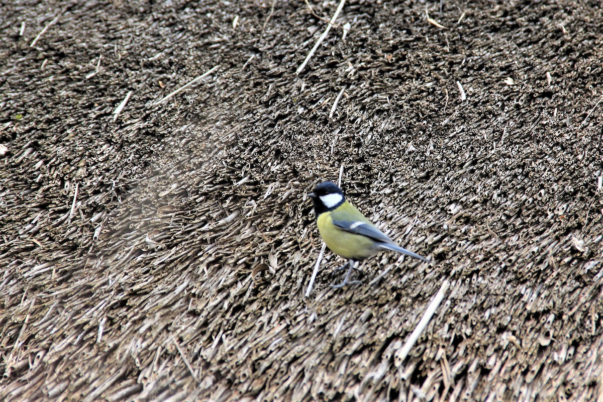 Great Tit - Anthony  Popiel