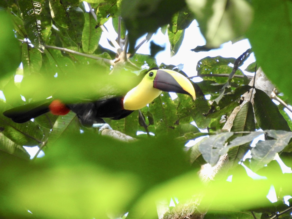 Yellow-throated Toucan (Chestnut-mandibled) - ML537488611